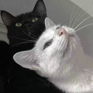 二次元掀裙子打屁屁到红的游戏
